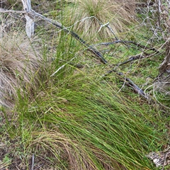 Ficinia nodosa (Knobby Club-rush) at Ventnor, VIC - Today by Hejor1