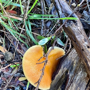 zz agaric (stem; gills not white/cream) at Ventnor, VIC - Today by Hejor1