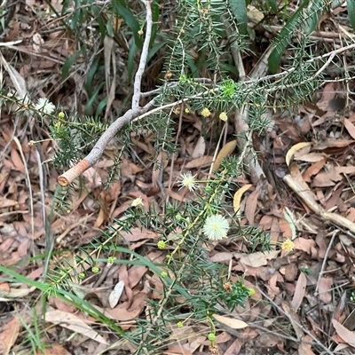 Acacia ulicifolia (Prickly Moses) at Ulladulla, NSW - 10 Jun 2025 by Jennybach