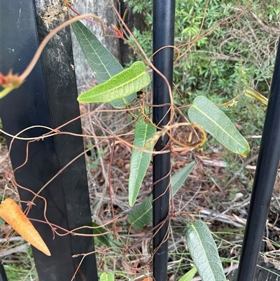 Hardenbergia violacea (False Sarsaparilla) at Ulladulla, NSW - Today by Jennybach