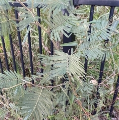 Acacia mearnsii (Black Wattle) at Ulladulla, NSW - 10 Jun 2025 by Jennybach