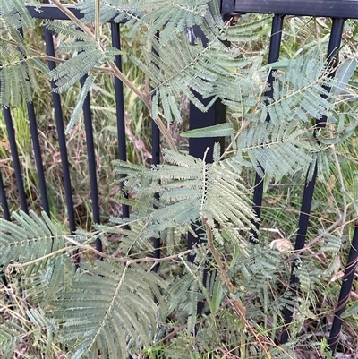 Acacia mearnsii (Black Wattle) at Ulladulla, NSW - 10 Jun 2025 by Jennybach