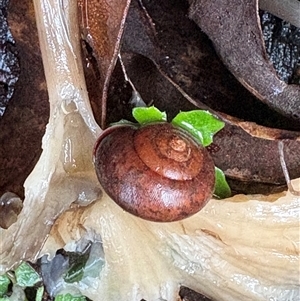 Austrochloritis (Genus) (Undescribed Austrochloritis species) at Caparra, NSW - 22 May 2025 by maznee