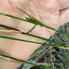Unverified Plant at Ulladulla, NSW - 10 Jun 2025 by Jennybach