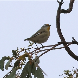 Pardalotus striatus (Striated Pardalote) at Wodonga, VIC - 9 Jun 2025 by KylieWaldon