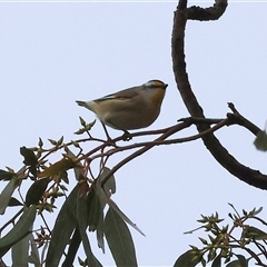 Pardalotus striatus at Wodonga, VIC - 9 Jun 2025 10:54 AM