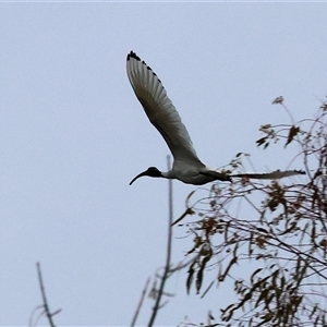 Threskiornis molucca (Australian White Ibis) at Wodonga, VIC - 9 Jun 2025 by KylieWaldon