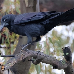 Corvus mellori at Wodonga, VIC - 9 Jun 2025 11:04 AM