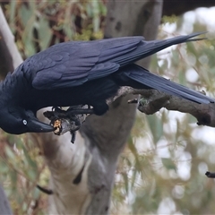 Corvus mellori at Wodonga, VIC - 9 Jun 2025 11:04 AM