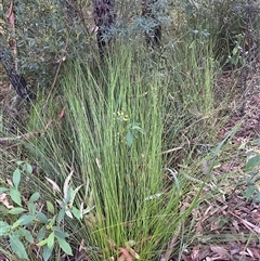 Unverified Plant at Ulladulla, NSW - 10 Jun 2025 by Jennybach
