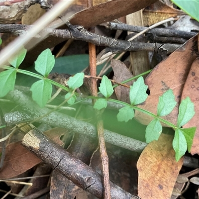 Pandorea pandorana (Wonga Wonga Vine) at Ulladulla, NSW - 10 Jun 2025 by Jennybach