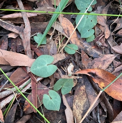Acianthus sp. (Mayflower Orchid) at Ulladulla, NSW - 10 Jun 2025 by Jennybach