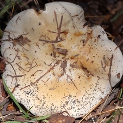 Hebeloma sp. at Yarralumla, ACT - Yesterday by TimL