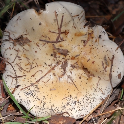 Hebeloma sp. at Yarralumla, ACT - Yesterday by TimL