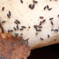 Hypogastrura sp. (genus) (A Springtail) at Yarralumla, ACT - Yesterday by TimL