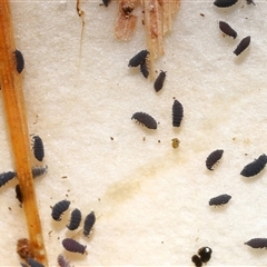 Hypogastrura sp. (genus) at Yarralumla, ACT - 10 Jun 2025 11:53 AM