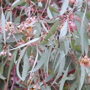 Eucalyptus leucoxylon (Yellow Gum) at Wodonga, VIC - 9 Jun 2025 by KylieWaldon