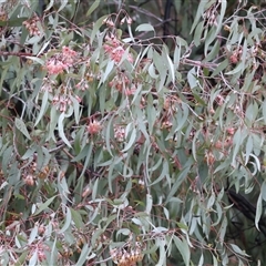 Eucalyptus leucoxylon at Wodonga, VIC - 9 Jun 2025 10:44 AM