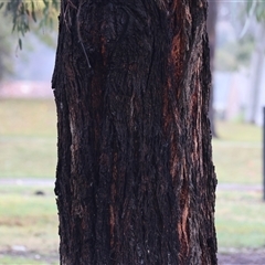 Eucalyptus leucoxylon at Wodonga, VIC - 9 Jun 2025 10:44 AM