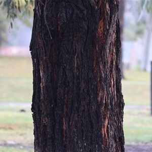 Eucalyptus leucoxylon at Wodonga, VIC - 9 Jun 2025 10:44 AM