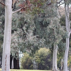 Eucalyptus leucoxylon at Wodonga, VIC - 9 Jun 2025 10:44 AM