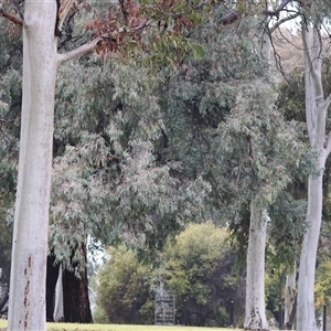 Eucalyptus leucoxylon at Wodonga, VIC - 9 Jun 2025 10:44 AM
