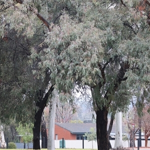 Eucalyptus leucoxylon at Wodonga, VIC - 9 Jun 2025 10:44 AM
