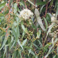 Corymbia citriodora (Lemon-scented gum) at Wodonga, VIC - 9 Jun 2025 by KylieWaldon