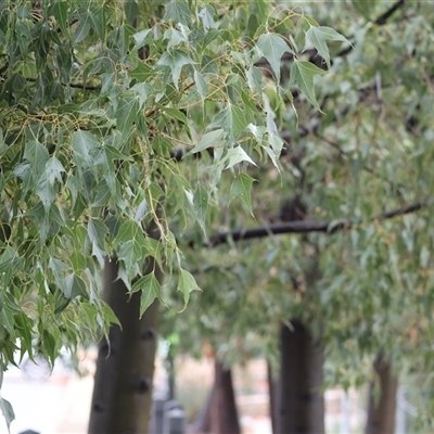 Brachychiton populneus (Kurrajong) at Wodonga, VIC - 9 Jun 2025 by KylieWaldon