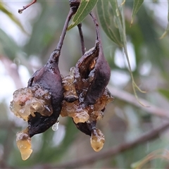 Brachychiton populneus at Wodonga, VIC - 9 Jun 2025 10:46 AM
