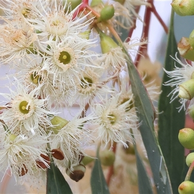 Eucalyptus melliodora at Wodonga, VIC - 9 Jun 2025 by KylieWaldon