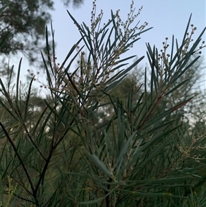 Acacia boormanii (Snowy River Wattle) at Narrabundah, ACT - 10 Jun 2025 by jklem621