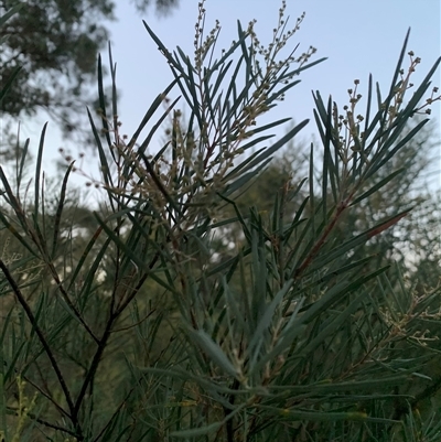 Acacia boormanii (Snowy River Wattle) at Narrabundah, ACT - 10 Jun 2025 by jklem621