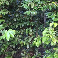 Endiandra leptodendron at suppressed - suppressed