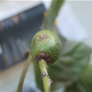 Endiandra leptodendron at suppressed - suppressed