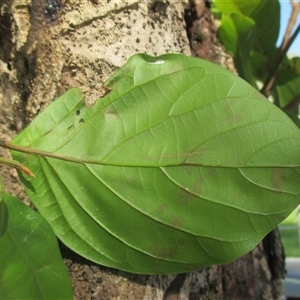 Endiandra leptodendron at suppressed - suppressed