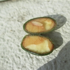 Endiandra leptodendron at suppressed - suppressed
