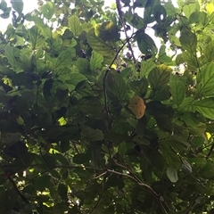 Endiandra leptodendron at suppressed - suppressed