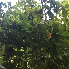 Endiandra leptodendron at suppressed - suppressed