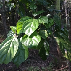 Endiandra leptodendron at suppressed - suppressed