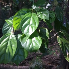 Endiandra leptodendron at suppressed - suppressed