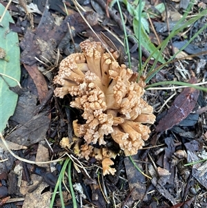 Ramaria sp. (genus) (A Coral fungus) at Bruce, ACT - 10 Jun 2025 by SizzlePopBang