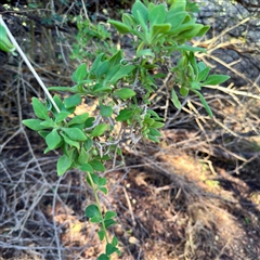 Tetragonia implexicoma at Ventnor, VIC - 11 Jun 2025 09:24 AM
