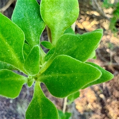 Tetragonia implexicoma at Ventnor, VIC - 11 Jun 2025 09:24 AM