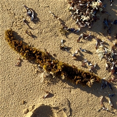 Scytosiphonaceae (family) at Ventnor, VIC - Today by Hejor1