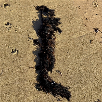 Sargassum sp. (genus) at Ventnor, VIC - Today by Hejor1
