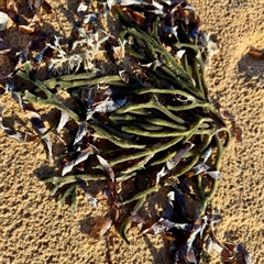 Codium fragile at Ventnor, VIC - Today by Hejor1