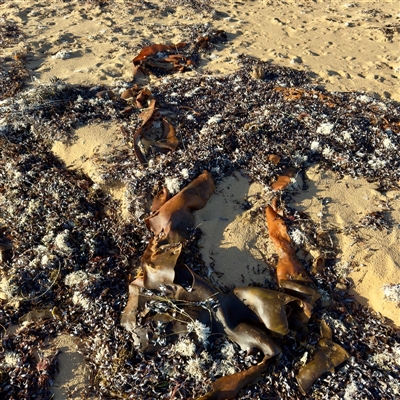 Durvillaea potatorum at Ventnor, VIC - Today by Hejor1