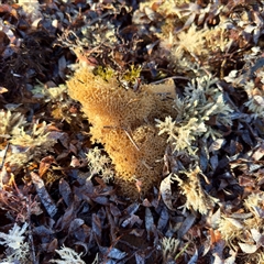 PORIFERA (phylum) at Ventnor, VIC - Today by Hejor1