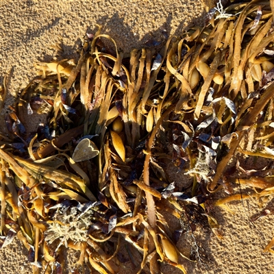 Phyllospora comosa at Ventnor, VIC - Today by Hejor1